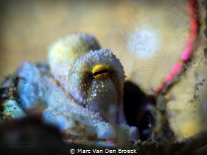 eyes an legs in a box by Marc Van Den Broeck 